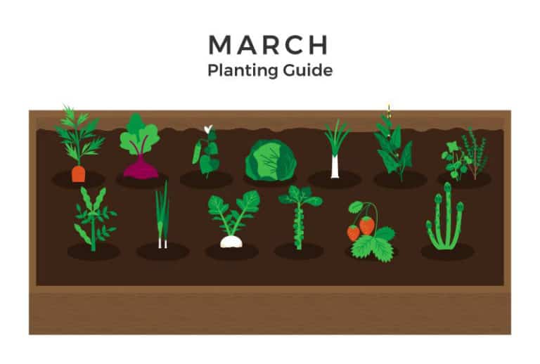Gardening Calendar 2024 What To Plant Now?